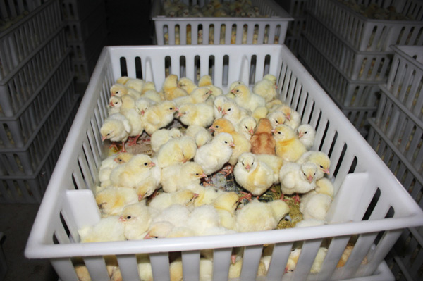 孵化系列