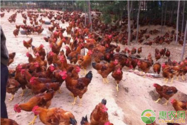 养鸡秘诀：肉鸡饲养管理的四大要点
